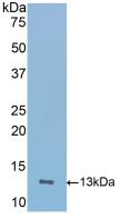 Polyclonal Antibody to Inducible T-Cell Co Stimulator (ICOS)