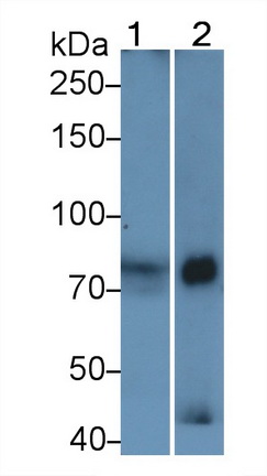 PAA780Bo05.jpg