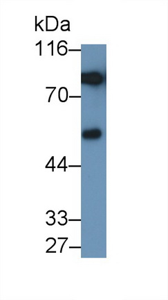 PAA780Hu02.jpg