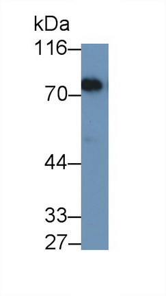 PAA780Hu05.jpg