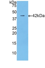 Polyclonal Antibody to Lactoferrin (LTF)