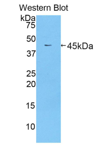 PAA780Mu03.jpg