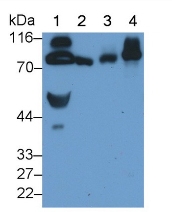 Polyclonal Antibody to Lactoferrin (LTF)