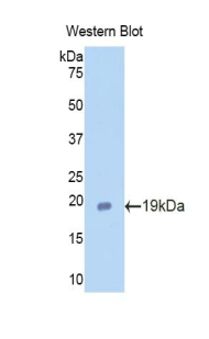 PAA780Ra02.jpg