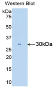 PAA782Hu02.jpg