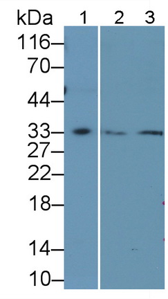 PAA788Hu01.jpg