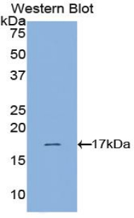 Polyclonal Antibody to Hypoxia Inducible Factor 1 Alpha (HIF1a)