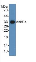 Polyclonal Antibody to Hypoxia Inducible Factor 1 Alpha (HIF1a)