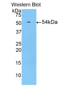 Polyclonal Antibody to Hypoxia Inducible Factor 1 Alpha (HIF1a)