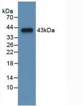 Polyclonal Antibody to Cholecystokinin (CCK)