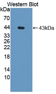 Polyclonal Antibody to Cholecystokinin (CCK)