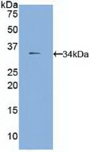 PAA807Mu01.jpg