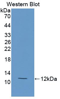 PAA814Hu02.jpg