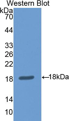 PAA815Mu02.jpg