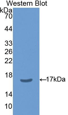 Polyclonal Antibody to Nitric Oxide Synthase 1, Neuronal (NOS1)