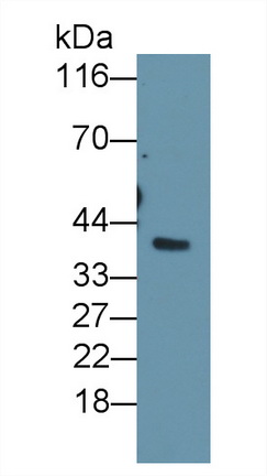 Polyclonal Antibody to Haptoglobin (Hpt)