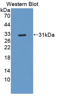 PAA817Ra03.jpg