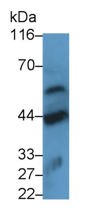 Polyclonal Antibody to Haptoglobin (Hpt)