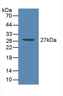 PAA821Hu01.jpg