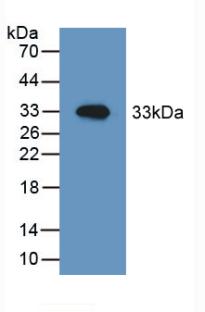 PAA822Mu02.jpg