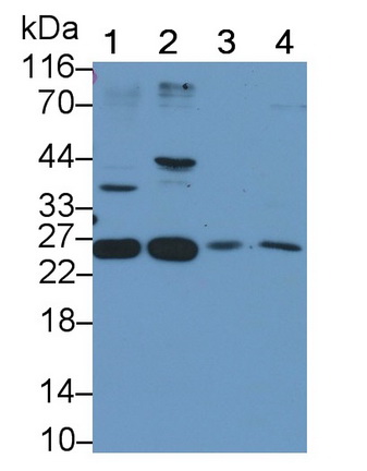 PAA835Hu04.jpg