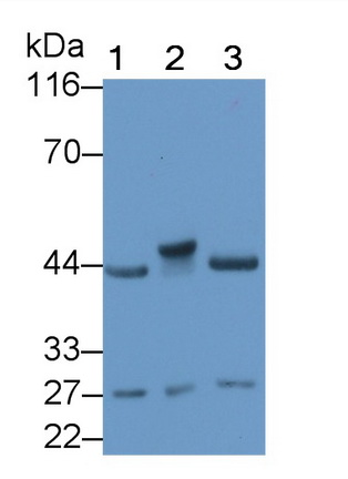 PAA835Ra01.jpg