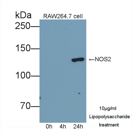 PAA837Hu02.jpg