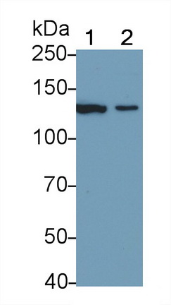 PAA837Mu03.jpg