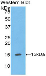 PAA838Bo01.jpg