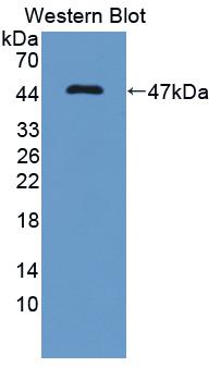 Polyclonal Antibody to Inhibin Beta A (INHbA)