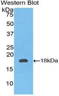 PAA840Bo01.jpg