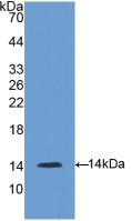 Polyclonal Antibody to Gonadotropin Releasing Hormone (GnRH)