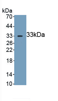 PAA845Mu01.jpg