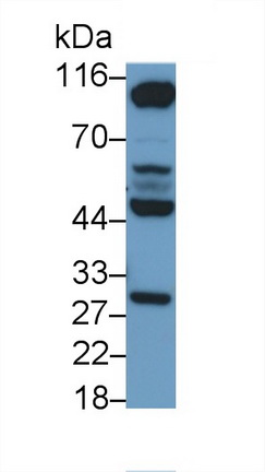 PAA849Ra02.jpg