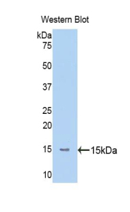 PAA859Hu01.jpg