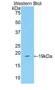 PAA859Hu02.jpg