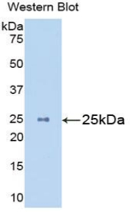 PAA859Hu04.jpg