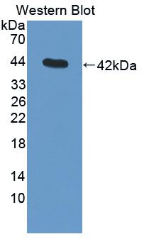 Polyclonal Antibody to Complement Component 3 (C3)