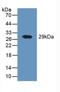 PAA884Hu01.jpg