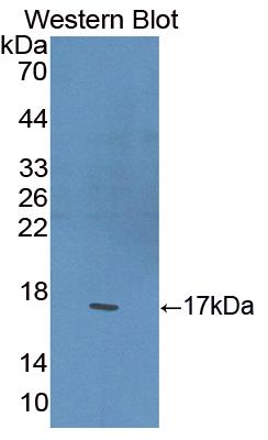 PAA886Mu01.jpg