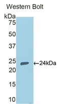 Polyclonal Antibody to Peroxisome Proliferator Activated Receptor Gamma (PPARg)