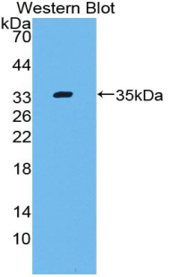 PAA888Mu01.jpg