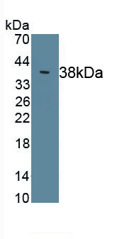 PAA888Ra01.jpg