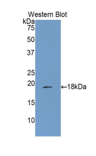 PAA891Hu01.jpg