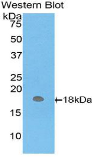 PAA897Hu01.jpg