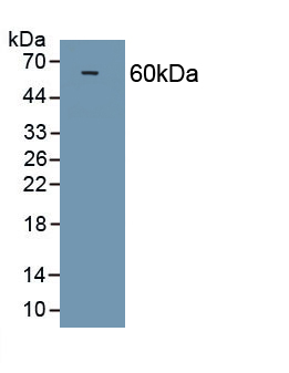 Polyclonal Antibody to Osteopontin (OPN)