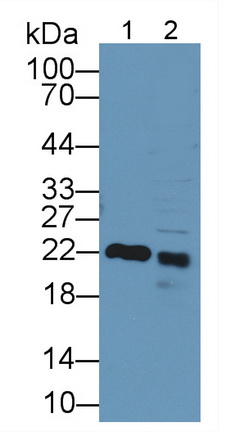 Polyclonal Antibody to Retinol Binding Protein 4 (RBP4)