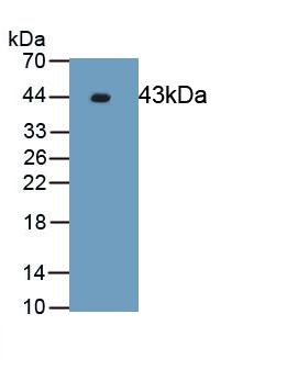 PAA930Hu01.jpg