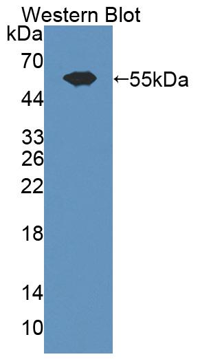 PAA950Hu02.jpg