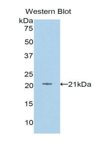 PAA959Hu02.jpg